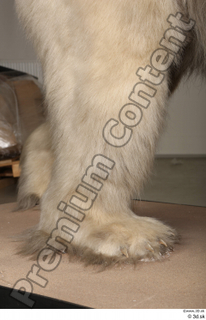Polar bear leg 0011.jpg